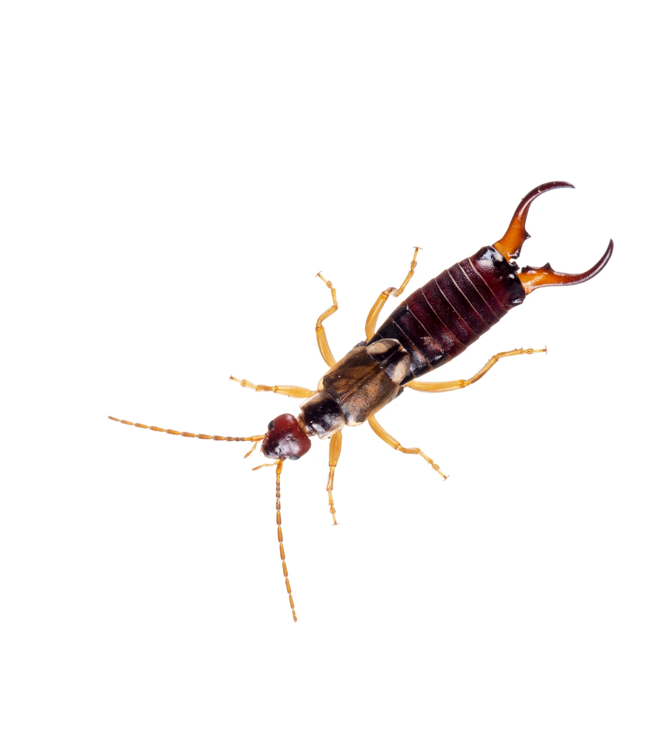 Earwig